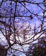 1106378210-OJBsh0042.jpg
